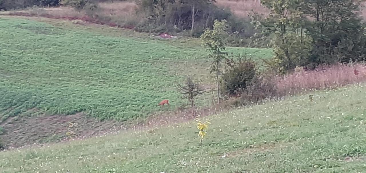 Guesthouse Blazenka Hodak Selište Drežničko Exterior foto
