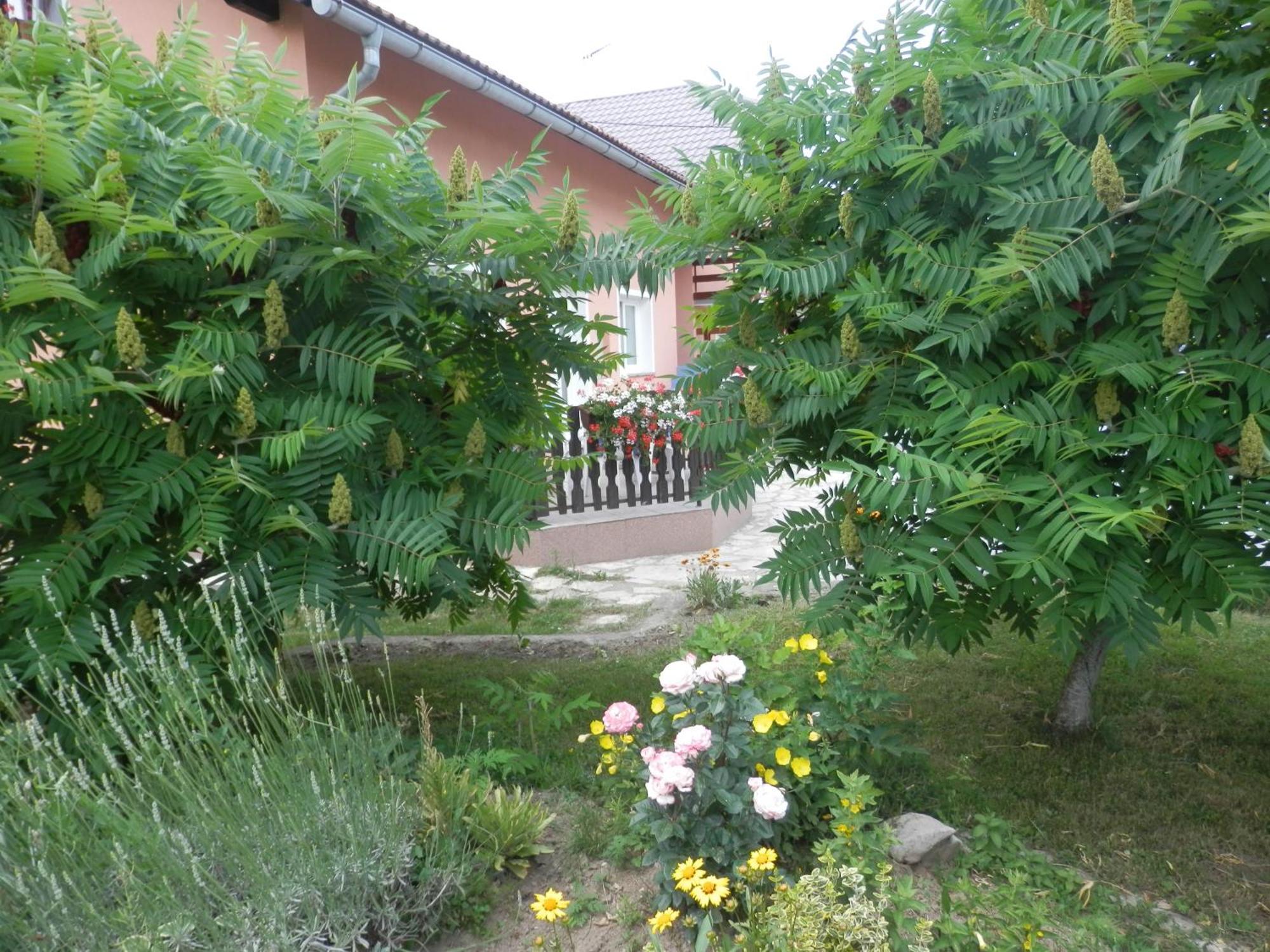 Guesthouse Blazenka Hodak Selište Drežničko Exterior foto